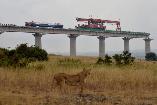 Lions roaming through Nairobi National Park in Kenya while major railway construction happens in the background, August 2018. (Photo by Aksel Stevens/Caters News Agency)