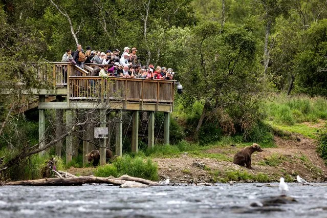 Visitors view brown bears at Brooks Falls on August 11, 2023 at Brooks Falls, Alaska within the Katmai National Park and Preserve. Many come to see brown bears between July and September each year, as millions of sockeye salmon swim upstream to spawn. Many of the same bears return to the falls annually, gorging on salmon to fatten up before hibernating for winter. The bears have become something of an internet sensation, as “bearcams” livestream bear activity at and around the falls to viewers worldwide. Commercial salmon fishing in Alaskan waters has often pitted business interests against wildlife conservationists in the state, which has more national park and wilderness land than anywhere in the United States. (Photo by John Moore/Getty Images)