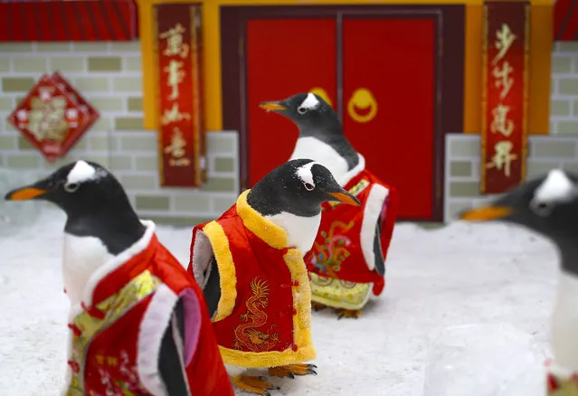 Penguins dressed in Chinese traditional costumes walk at Harbin Polar Land decorated with Chinese Lunar New Year theme in Harbin in northeast China's Heilongjiang province Monday, February 16, 2015. Workers dressed up six gentoo penguins in the park to celebrate the Lunar New Year on coming Feb. 19 this year which marks the Year of the Sheep on the Chinese zodiac. (Photo by AP Photo)
