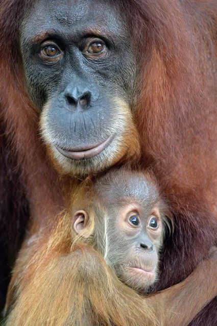 A baby Sumatran orangutan holds onto its mother tightly at the Singapore Zoo on January 12, 2016. The animals under the care of the Wildlife Reserves Singapore (WRS) gave birth to over 700 babies. (Photo by Then Chih Wey/Xinhua via ZUMA Wire)