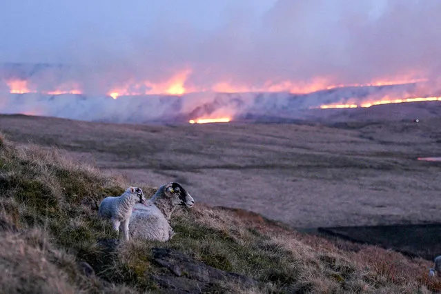 Sheep climb the hillside as flames from a moor fire are seen on Marsden moor, near Huddersfield in northern England on April 25, 2021. (Photo by Oli Scarff/AFP Photo)