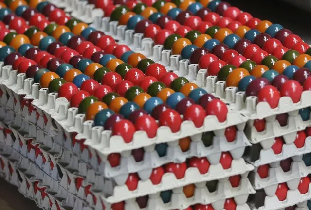 Cooked and coloured eggs are stacked in cartons at the Schrall coloured eggs company in the Austrian Village of Diendorf March 16, 2015. (Photo by Leonhard Foeger/Reuters)