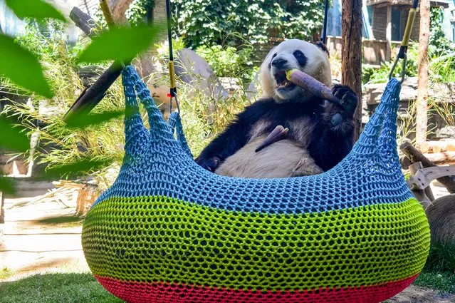 A giant panda enjoys an ice-cream in a hanging basket at Beijing zoo on June 4, 2021, which has newly built sports facilities and spray cooling equipment to keep the animals comfortable over the summer. (Photo by Sipa Asia/Rex Features/Shutterstock)