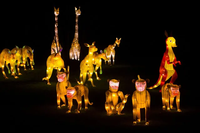 Light scultptures depicting animals are seen during a photocall to promote the Magical Lantern Festival at Chiswick House Gardens in west London on January 29, 2016. (Photo by Justin Tallis/AFP Photo)