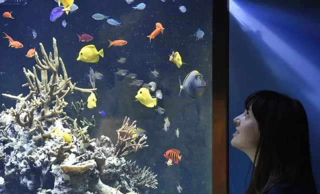 Museum employee Vicky views fish and coral in an aquarium at the Natural History Museum in west London March 25, 2015. (Photo by Toby Melville/Reuters)