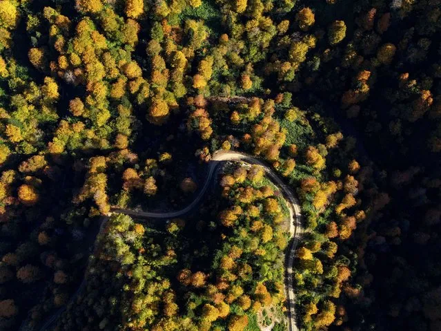 An aerial view of a forest with yellow, green and brown colored trees during the autumn season in Duzce, Turkiye on October 21, 2023. (Photo by Omer Urer/Anadolu via Getty Images)