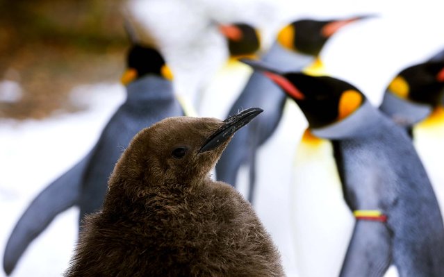 A young king penguin stands in an enclosure at Zurich's Zoo, on December 4, 2013. Every day in winter, when the temperature is less than +10 degrees Celsius, the zoo makes a so-called 'penguin parade' when the animals walk outside their enclosure. (Photo by Arnd Wiegmann/Reuters)