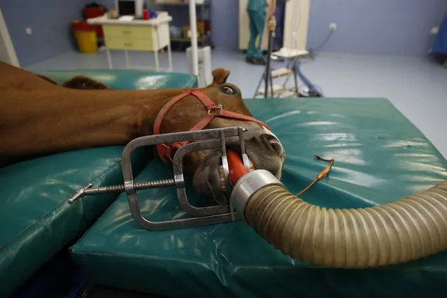 A racehorse inhales an anaesthetic during an operation at Veliefendi equine hospital in Istanbul March 3, 2015. (Photo by Murad Sezer/Reuters)