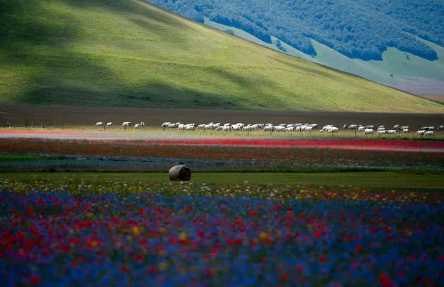 This picture taken on July 8, 2020 shows cows grazing near lentil fields and blooming poppy flowers near Castelluccio, a small village in central Italy's Umbria region. (Photo by Tiziana Fabi/AFP Photo)