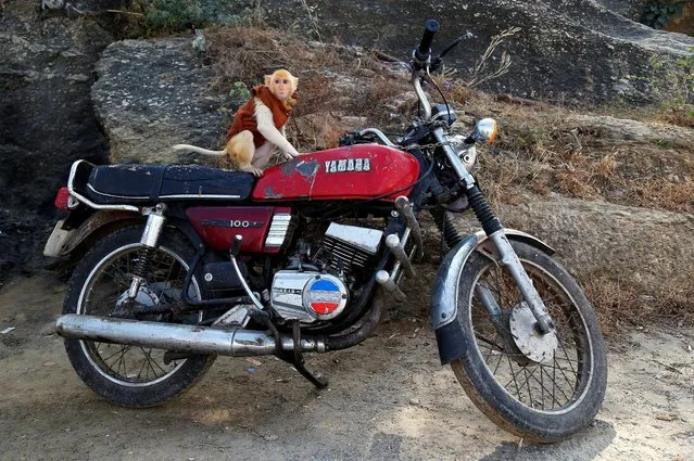 Raju, a pet monkey belonging to a laundryman, sits on its owner's motorbike where it is tied on to prevent the monkey from escaping in Ajmer, India, January 16, 2017. (Photo by Himanshu Sharma/Reuters)