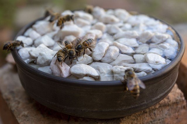 Worker bees sip water from a bee waterer on a hot day in Asuncion, Paraguay on September 20, 2021. Today's temperature reached 41 degrees Celsius (105.8 degrees Fahrenheit) in Asuncion and has exceeded the historical record of maximum temperature for September 20, which was 38.8 degrees Celsius registered in the year 2000. (Photo by Andre M Chang/ZUMA Press Wire/Rex Features/Shutterstock)
