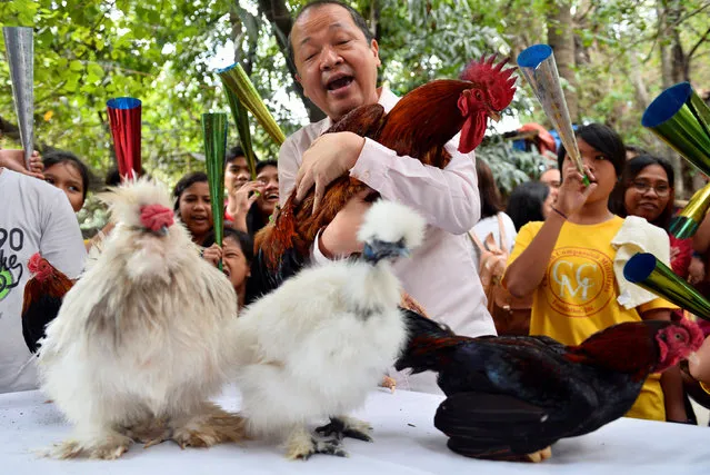 Zoo owner Manny Tangco shows different kinds of roosters to celebrate the upcoming Chinese Lunar New Year at Malabon Zoo, Metro Manila, Philippines January 26, 2017. (Photo by Ezra Acayan/Reuters)