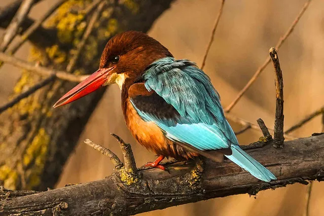 A kingfisher bird sits on the branch of a tree on a cold dry weather on the outskirts of Srinagar, Indian controlled Kashmir, Sunday, January 14, 2024. (Photo by Mukhtar Khan/AP Photo)