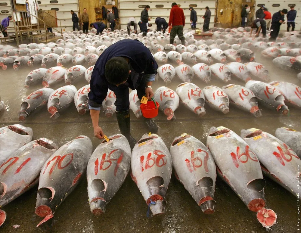 Tsukiji Fish Market