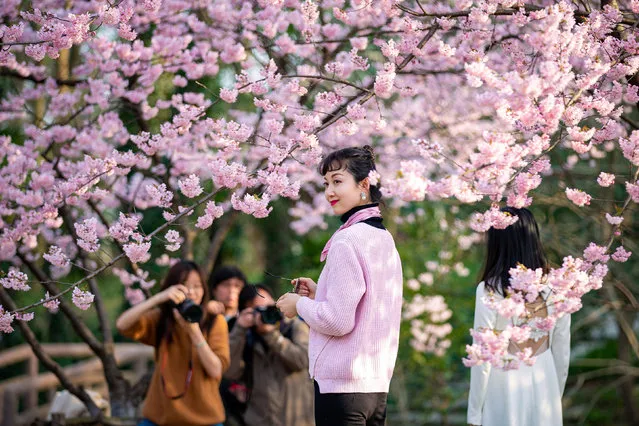 Visitors pose for pictures under blooming cherry blossoms at a botanical garden in Nanjing, China on March 15, 2019. (Photo by Reuters/China Stringer Network)