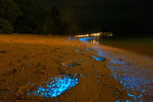 Bioluminescent phytoplankton washes up on Maldives beach. (Photo by Will Ho)