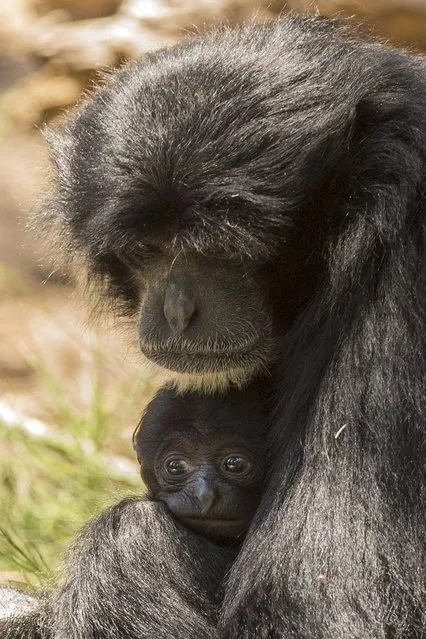 A Siamang Gibbon (Symphalangus syndactylus) mother Jambi, 8, nurses her baby at the safari park and zoo on May 4, 2015 in Ramat Gan near Tel Aviv. The baby is reported to have been born about a month and a half ago, unkown to the zookeepers as the monkeys live in thick brush and the newborn was ensconced in his mother's fur. (Photo by Jack Guez/AFP Photo)