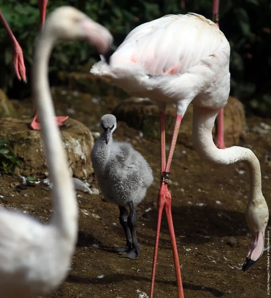 Nine Baby Flamingoes Are Born At Bristol Zoo