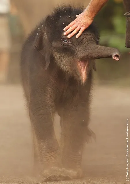 Elephant Calves