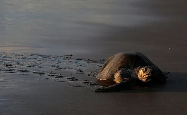 A paslama (or Lora) turtle (Lepidochelys olivacea) arrives to lay her eggs at the beach in La Flor Wildlife Refugee in San Juan del Sur, Nicaragua, during nesting season, on December 5, 2021. La Flor is one of only seven beaches in Central America where more than hundreds of paslama turtles nest each year. (Photo by Oswaldo Rivas/AFP Photo)