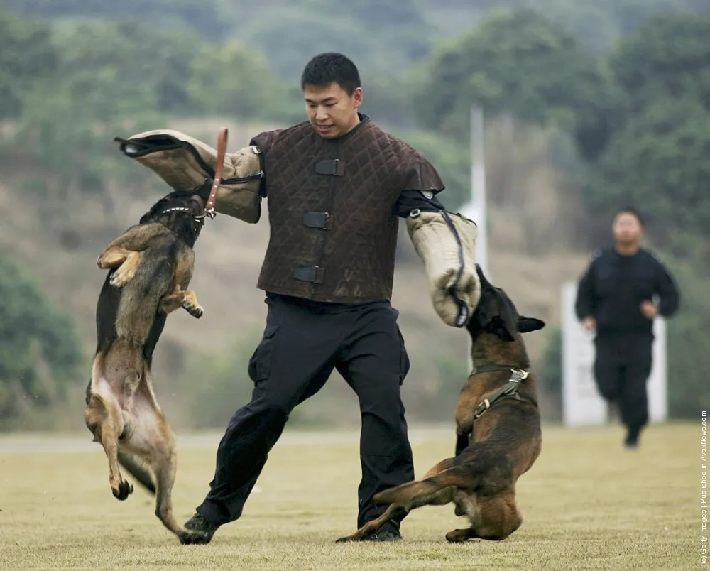 attack-dog-training