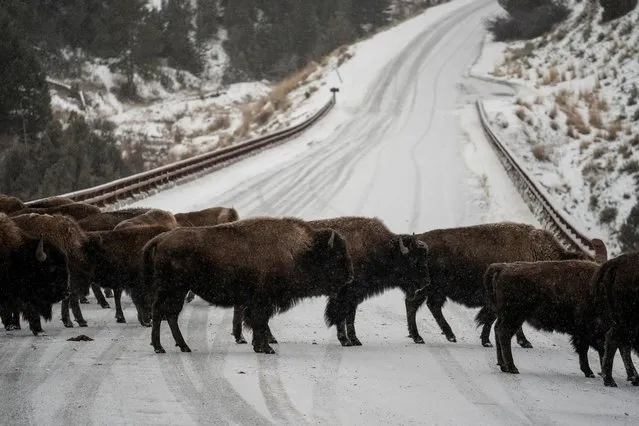 A herd of bisons cross a road in the snow near Mammoth, Yellowstone National Park, Wyoming, U.S., December 14, 2021. (Photo by Go Nakamura/Reuters)