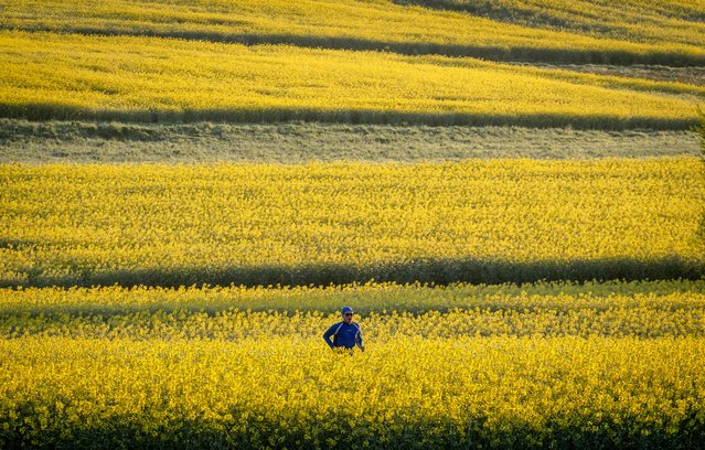 A man runs between rape fields in the outskirts of Frankfurt, Germany, early Thursday, April 11, 2024. (Photo by Michael Probst/AP Photo)