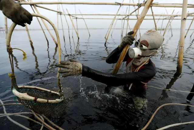 Eghy stands on a bamboo construction as he reaches for his net to collect green mussels in Jakarta Bay, Indonesia, April 20, 2016. (Photo by Reuters/Beawiharta)