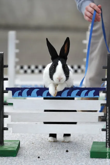 A rabbit jumps over a hurdle at an obstacle course during the first European rabbit hopping championships