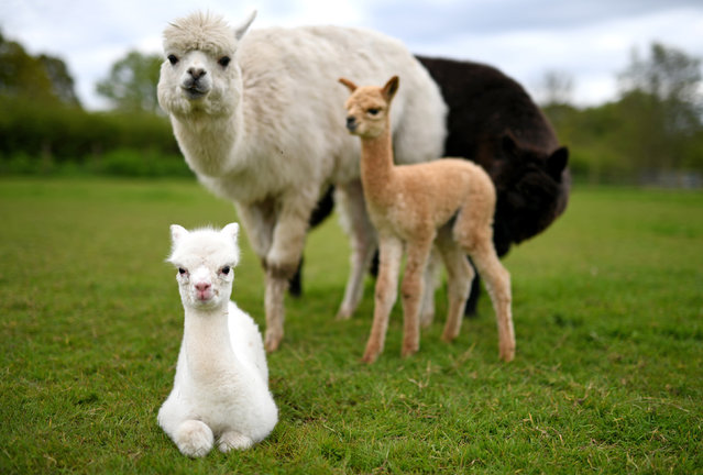 Crias – young alpacas – with their mothers at Petlake Alpacas, Bartley, Hampshire, UK at the beginning of the alpaca birthing season early May 2024. The farm’s owners, Sue and Brian Sears, say that alpacas will wait for good weather before they give birth. (Photo by Simon Czapp/Solent News)