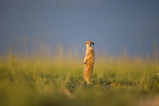 A Meerkat scouting for predators on January 2014 in Makgadikgadi, Botswana. These adorable Meerkats used a photographer as a look out post before trying their hand at taking pictures. The beautiful images were caught by wildlife photographer Will Burrard-Lucas after he spent six days with the quirky new families in the Makgadikgadi region of Botswana. Will has photographed Meerkats in the past and was delighted when he realised he would be shooting new arrivals. (Photo by Will Burrard-Lucas/Barcroft Media)