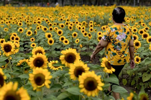 A woman walks through a sunflower field at Wachirabenchathat Park in Bangkok on January 20, 2022. (Photo by Jack Taylor/AFP Photo)