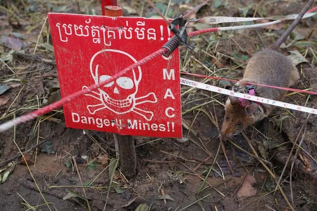 A mine detection rat sniffs for landmines in an area being demined in Preah Vihear province, Cambodia, June 11, 2021. Cambodia has deployed its next generation of rat recruits to sniff out landmines as part of efforts to boost de-mining operations in a country plagued for decades by unexploded ordinance (UXO). Twenty African giant pouched rats were recently imported from Tanzania and have undergone intense training. (Photo by Cindy Liu/Reuters)
