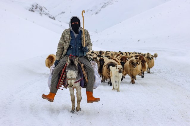 A shepherd rides a donkey as he leads sheep during winter in Van, Turkiye on February 19, 2022. Despite the terrible winter weather and the hard geology of the region, breeders in Van's Gurpnar district, where livestock is the most important source of revenue, do not disregard the care of their animals. Livestock farmers in the Cepkenli and Topcudegirmeni neighborhoods have the similar difficulties as those in rural areas, where the snow depth reaches one meter. (Photo by Ozkan Bilgin/Anadolu Agency via Getty Images)