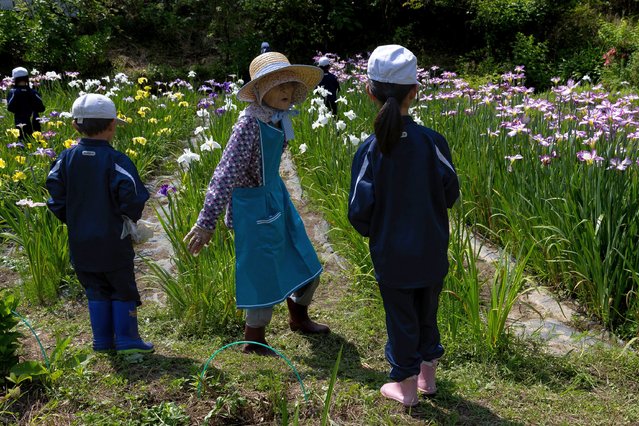 Keiko Takeda, 88, teaches seven years old elementary school students who come to maintain the iris flower field in Grandpa and Grandma's Flower Garden on June 13, 2024 in Sayo, Japan. In the quaint town of Nishi-Shinjuku, a group of eight elderly residents, predominantly aged 80 and 100, are making a concerted effort to revitalize their community by cultivating a vibrant flower garden within abandoned rice terraces. This endeavor aims to attract outsiders to their remote town, which is struggling due to declining birth rates and mass migration to urban areas. The town's 27 houses, with only seven occupied, serve as a poignant representation of Japan's broader population crisis. The iris flower site, aptly named Grandpa and Grandma's Flower Garden, boasts approximately 15,000 irises from 170 varieties across 12 hectares. Local elementary and high school students regularly visit the garden to lend a hand and foster a sense of community. Japan has witnessed a historic milestone, with the number of elderly individuals aged 75 and over surpassing 20 million for the first time. This demographic accounts for 16.1% of the total population, which has decreased by 595,000 to 124,352,000, according to the latest statistics released by the Internal Affairs Ministry. (Photo by Buddhika Weerasinghe/Getty Images)