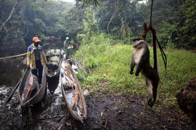 A dead red-tailed monkey hangs by its tail above the ground, in order to keep it away from ants, in the forest near the city of Mbandaka, Democratic Republic of the Congo, April 5, 2019. Bushmeat hunters are emptying Central Africa's forests at a high rate, researchers say. A growing appetite for wild meat in cities has ramped up the scale of hunting. Research shows around 6 million tonnes of bushmeat are sourced annually from the Congo Basin, whose forest spans across six countries and is second in size only to the Amazon. (Photo by Thomas Nicolon/Reuters)