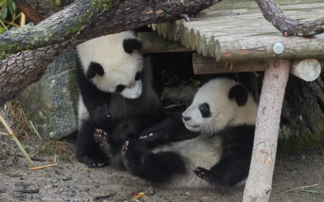 Giant panda twins are seen at Madrid Zoo Aquarium in Madrid, Spain, on March 21, 2022. Giant panda twins “You You” and “Jiu Jiu” born in Madrid Zoo Aquarium made their first public appearance here on Monday. (Photo by Xinhua News Agency/Rex Features/Shutterstock)