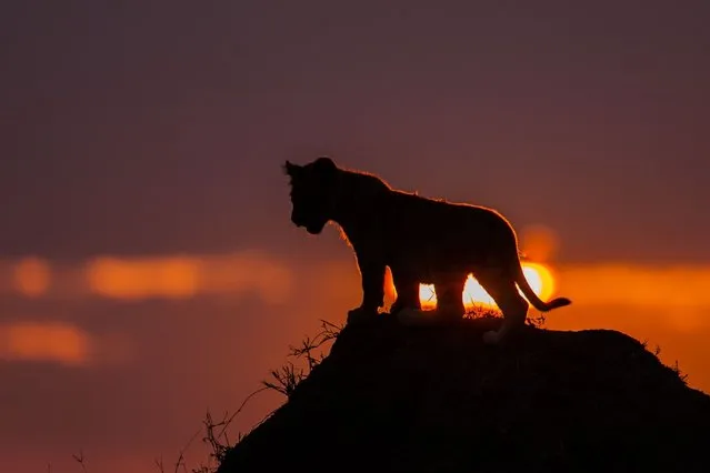 “African Fire”: Lion cub at sunset. (Photo by Paul Goldstein/Rex Features)