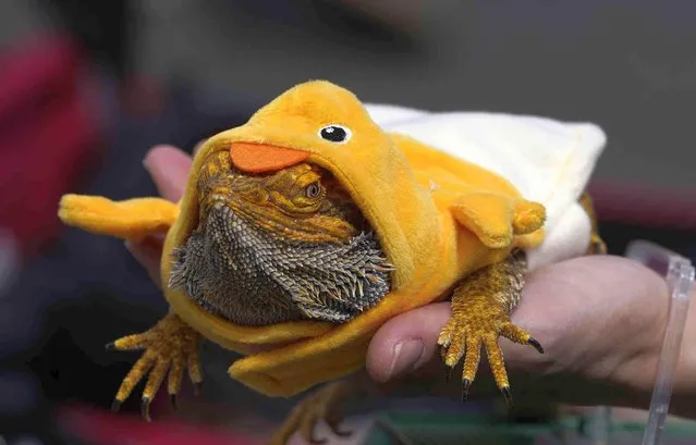 A Bearded dragon reptile is dressed up as a duck for the traditional blessing of animals ceremony at Placita Olvera downtown in Los Angeles Saturday, April 16, 2022. (Photo by Damian Dovarganes/AP Photo)