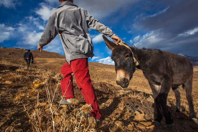 “Norbu's Donkey Friend”. 12 year old Norbu, pulls his donkey up the hill in a remote village in Spiti Valley in the Indian state of Himachal Pradesh. “He doesn't like to climb a hill, so we have to pull it up to the road and then ride him back to the village”, says Norbu. Riding a donkey is a favourite hobby of many local kids of the region. Photo location: Tashi Gang, Lahaul Spiti, Himachal Pradesh, India. (Photo and caption by Himanshu Khagta/National Geographic Photo Contest)