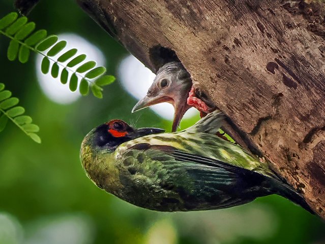 A coppersmith barbet feeds its chick near Prambanan Temple, Indonesia in the second decade of August 2024. These birds are named for their metronomic call that sounds similar to a copper sheet being beaten. (Photo by Dzul Dzulfikri/Media Drum Images)