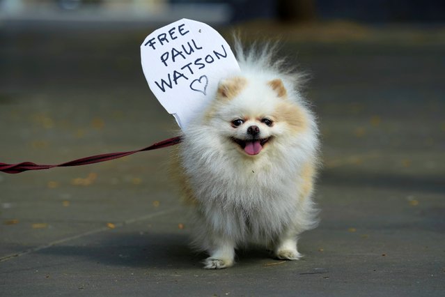 A placard is placed on a dog during a gathering to demand the release of activist Paul Watson from Greenland prison, in Paris, France, Wednesday, September 4, 2024. Watson, founder and President of the animal rights and environmental Sea Shepherd Conservation, was arrested by Greenland police, July 21, 2024, on an international arrest warrant issued by Japan. (Photo by Aurelien Morissard/AP Photo)