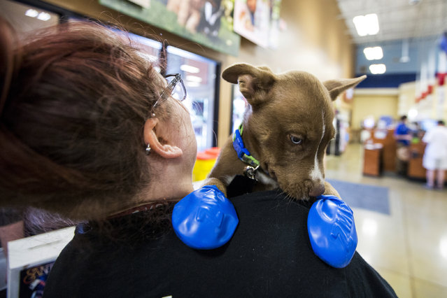 Morgan Reed, a promotions assistant for KSLX, plays with a puppy wearing elastic booties at a PetSmart in Tempe, Ariz. on Tuesday, June 20, 2017. Phoenix radio station KSLX handed out the protective coverings to protect dogs' paws from the hot pavement, as temperatures in Phoenix are forecasted to hit 120 degrees. (Photo by Angie Wang/AP Photo)