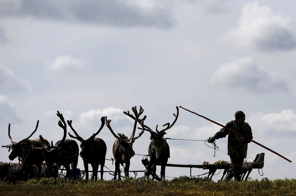 Reindeer Day in Northern Russia