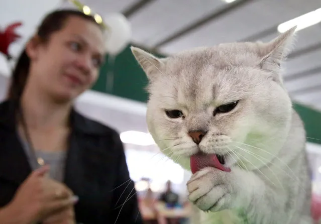 A cat licks his paw during the international exhibition “World Cat Show – 2016” in Minsk, Belarus, 12 June 2016. The exhibition for cat lovers displays more than 300 cats and features cat activities, competitions and shows. (Photo by Tatyana Zenkovich/EPA)