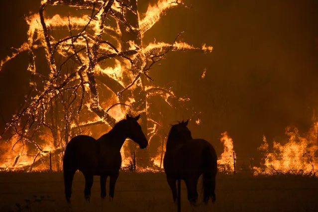 Horses in a paddock as the Gospers Mountain Fire impacts Bilpin, in the Blue Mountains, west of Sydney, New South Wales, Australia, 21 December 2019. According to media reports, conditions are expected to worsen across much of the state as temperatures exceed 40 degrees Celsius. (Photo by Dan Himbrechts/EPA/EFE)