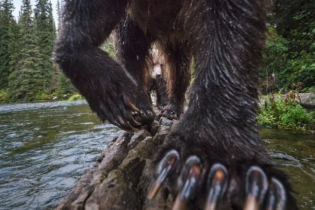“The Salmon Catchers”. Terrestrial Wildlife. To capture this view of a mother grizzly bear and her cub, photographer Peter Mather set up a camera trap on a log that he knew the bears tended to traverse while fishing for salmon, in the Yukon River watershed in Canada. (Photo by Peter Mather/BigPicture Natural World Photography Competition 2017)