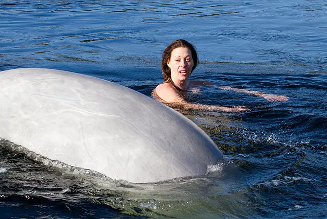 Two-time world champion free diver Natalia Avseenko swims with the white whales (beluga) in the White Sea, Russia