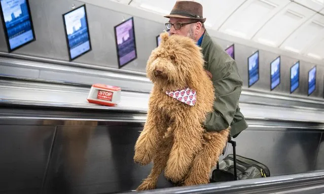 A man carries his dog up an escalator at Liverpool Street Underground Station in London on May 30, 2022. (Photo by Stefan Rousseau/PA Images via Getty Images)