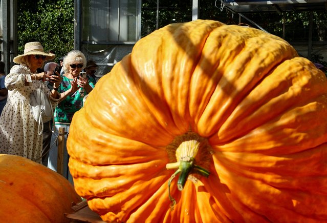 Women take pictures of giant pumpkins at an exhibition of large vegetables at Moscow State University's botanical garden, also known as the Apothecary Garden, in Moscow, Russia on September 14, 2024. (Photo by Evgenia Novozhenina/Reuters)